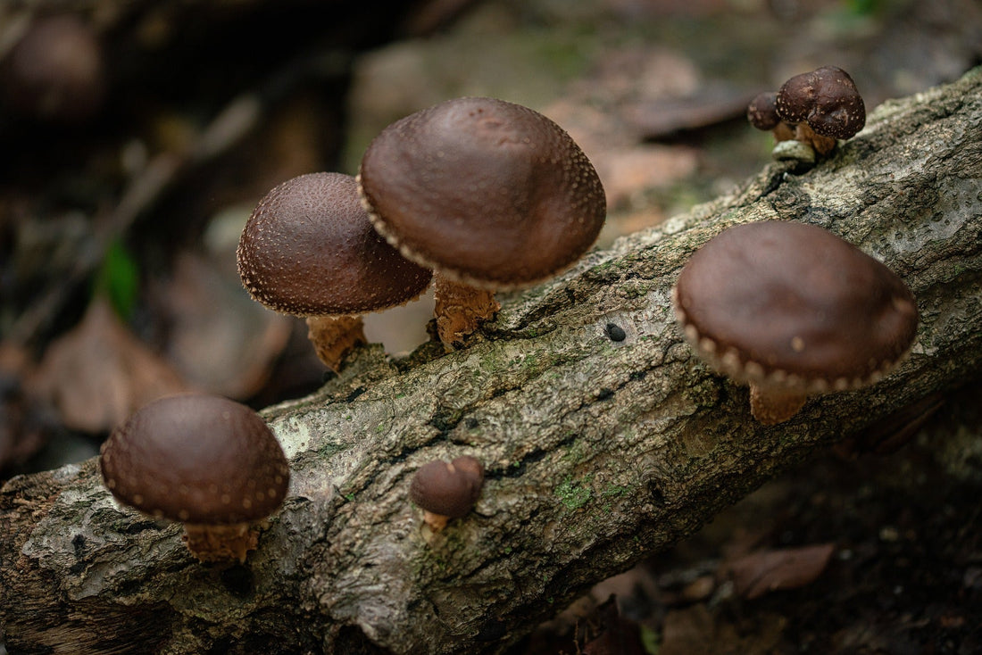 Primo piano di alcuni funghi Shiitake (Lentinula Edodes) cresciuti su un tronco di legno.