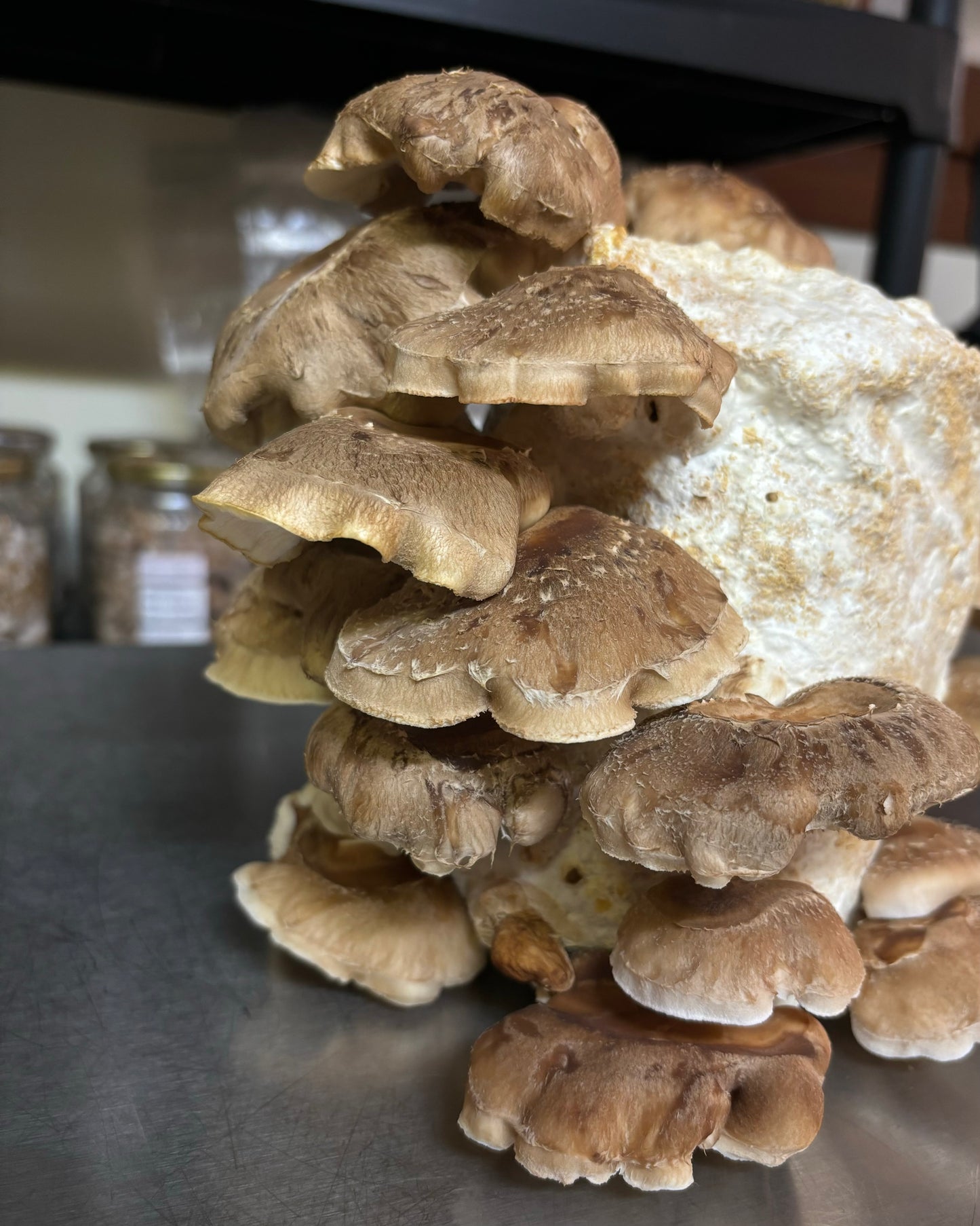 Una balletta di Shiitake, con funghi color marroncino che crescono dalla superficie del substrato.