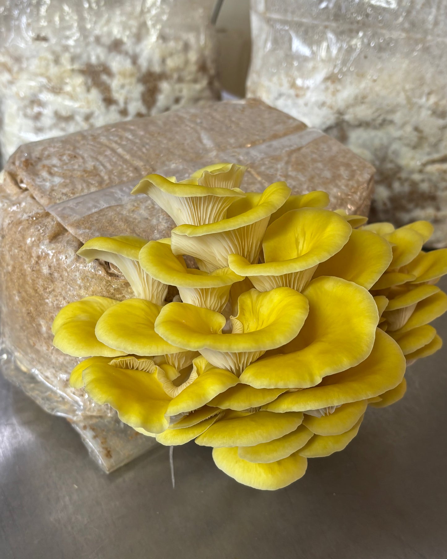 Ostrica Oro Kit Blocco di Fruttificazione