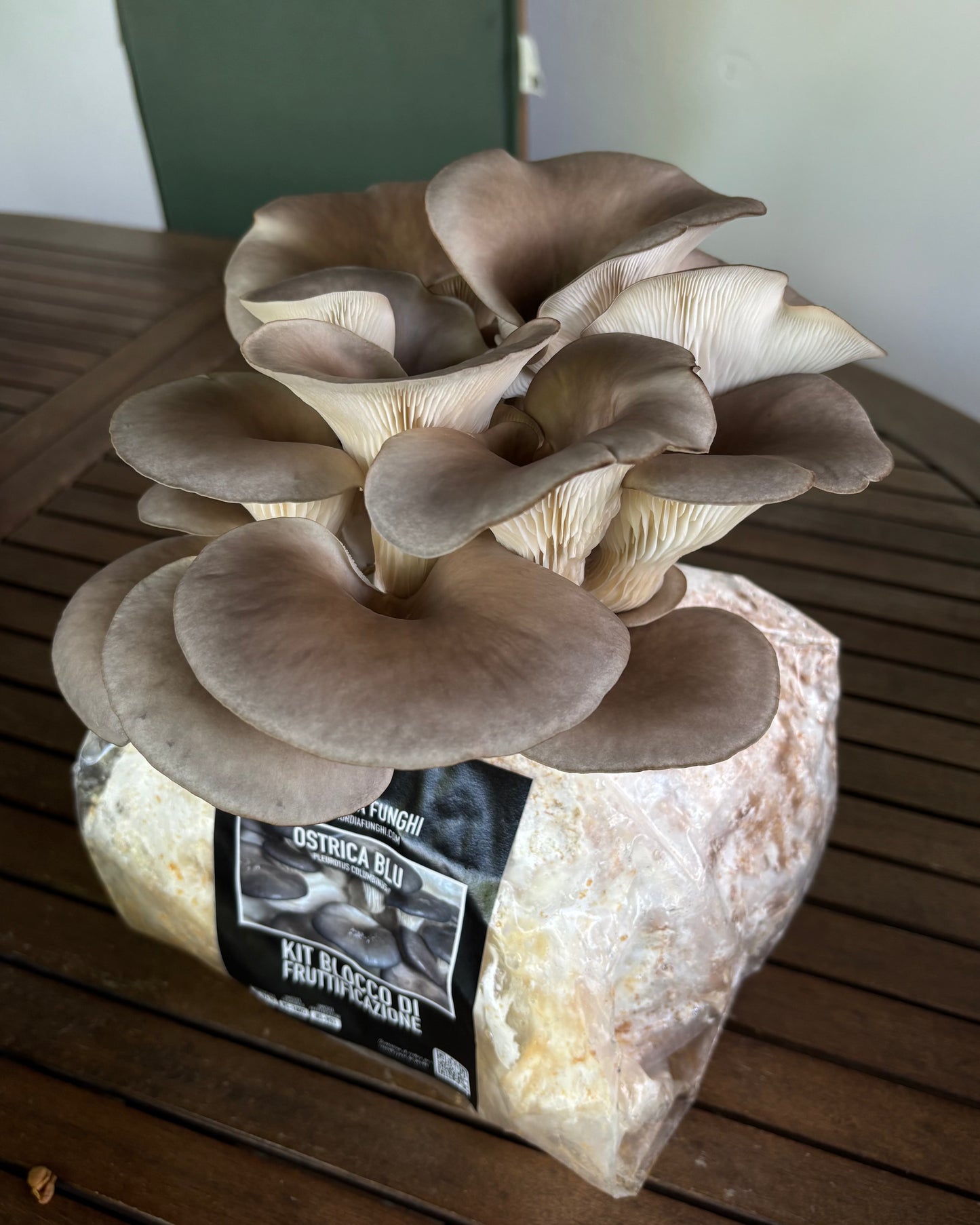 Ostrica Blu Kit Blocco di Fruttificazione