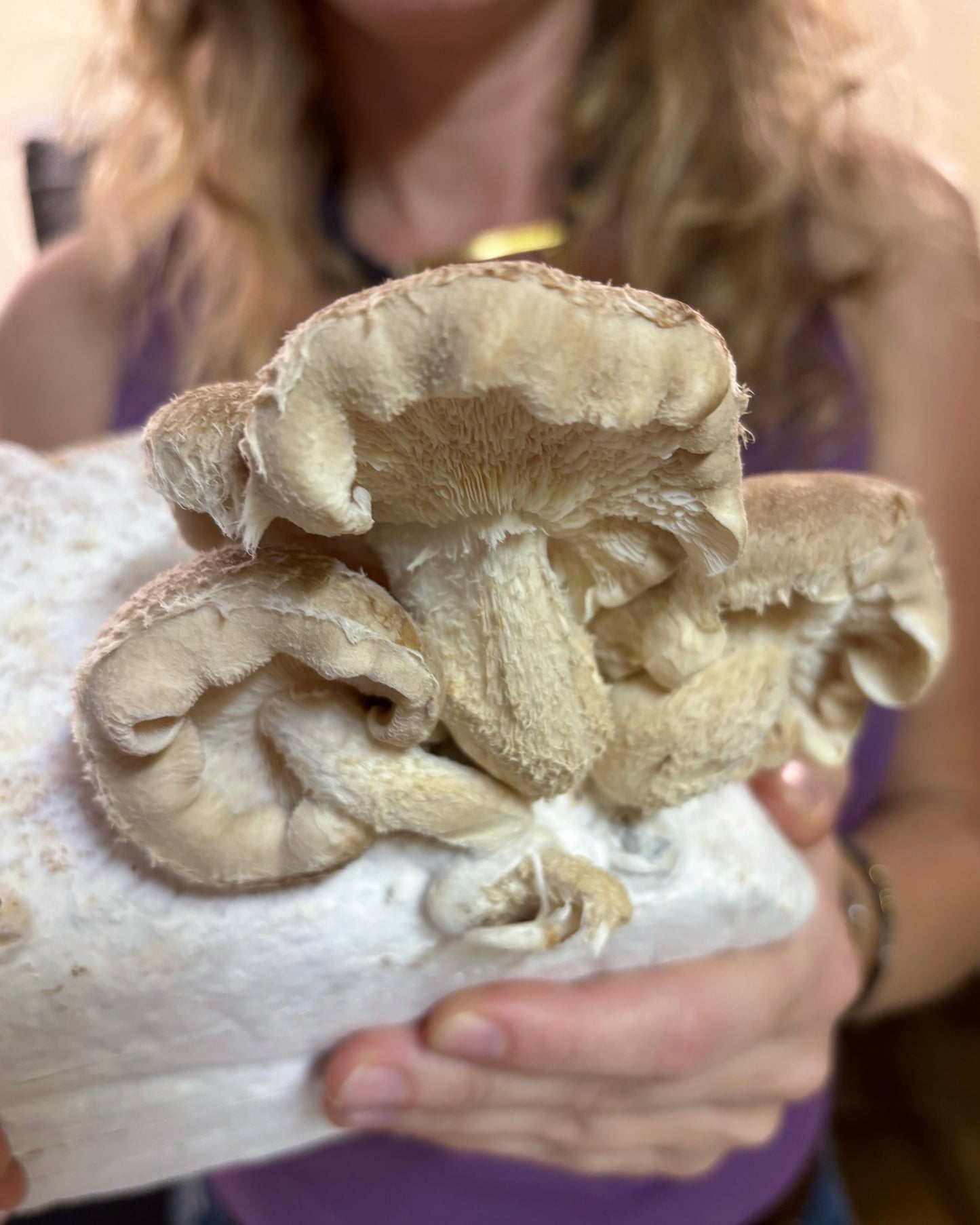 Primo piano di un gruppo di funghi Shiitake (Lentinula Edodes) cresciuti su un blocco di coltivazione.