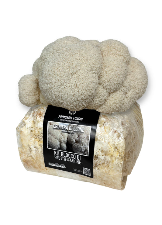 Criniera di Leone Kit Blocco di Fruttificazione