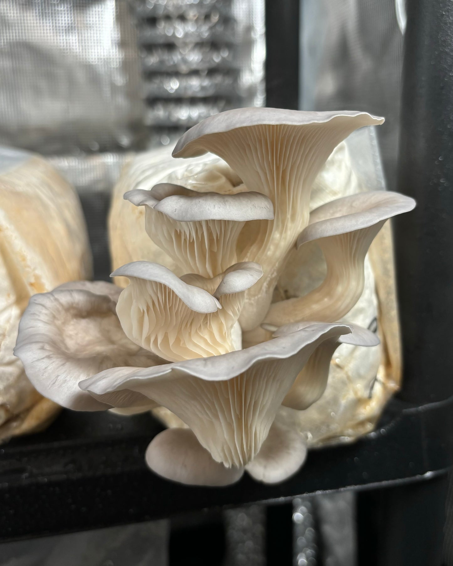 Un gruppo di funghi Pleurotus cresce su un blocco di substrato. I funghi sono disposti a grappolo e presentano lamelle visibili sotto i cappelli.