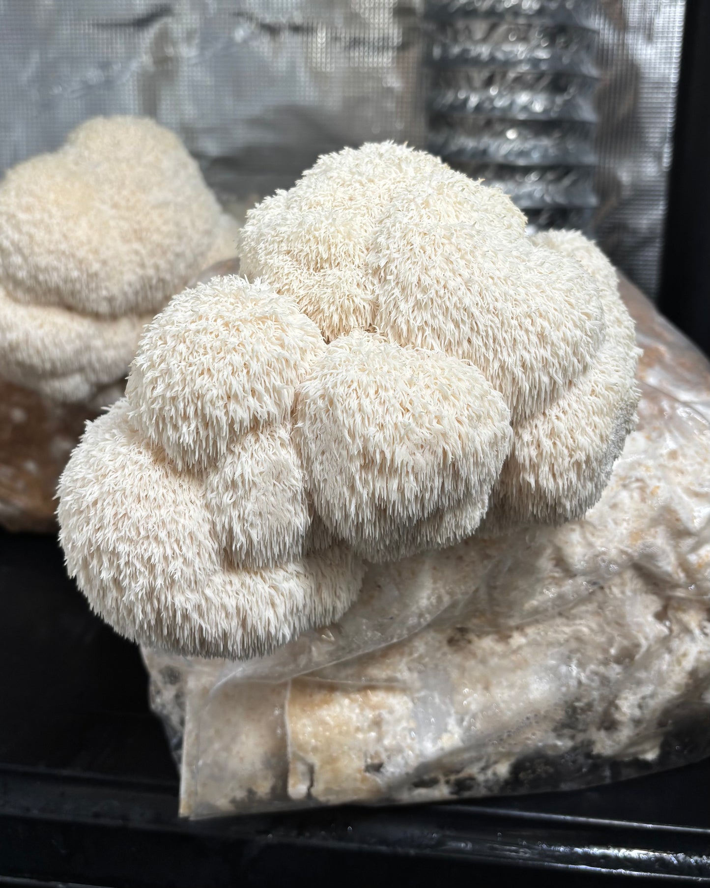 Criniera di Leone Kit Blocco di Fruttificazione