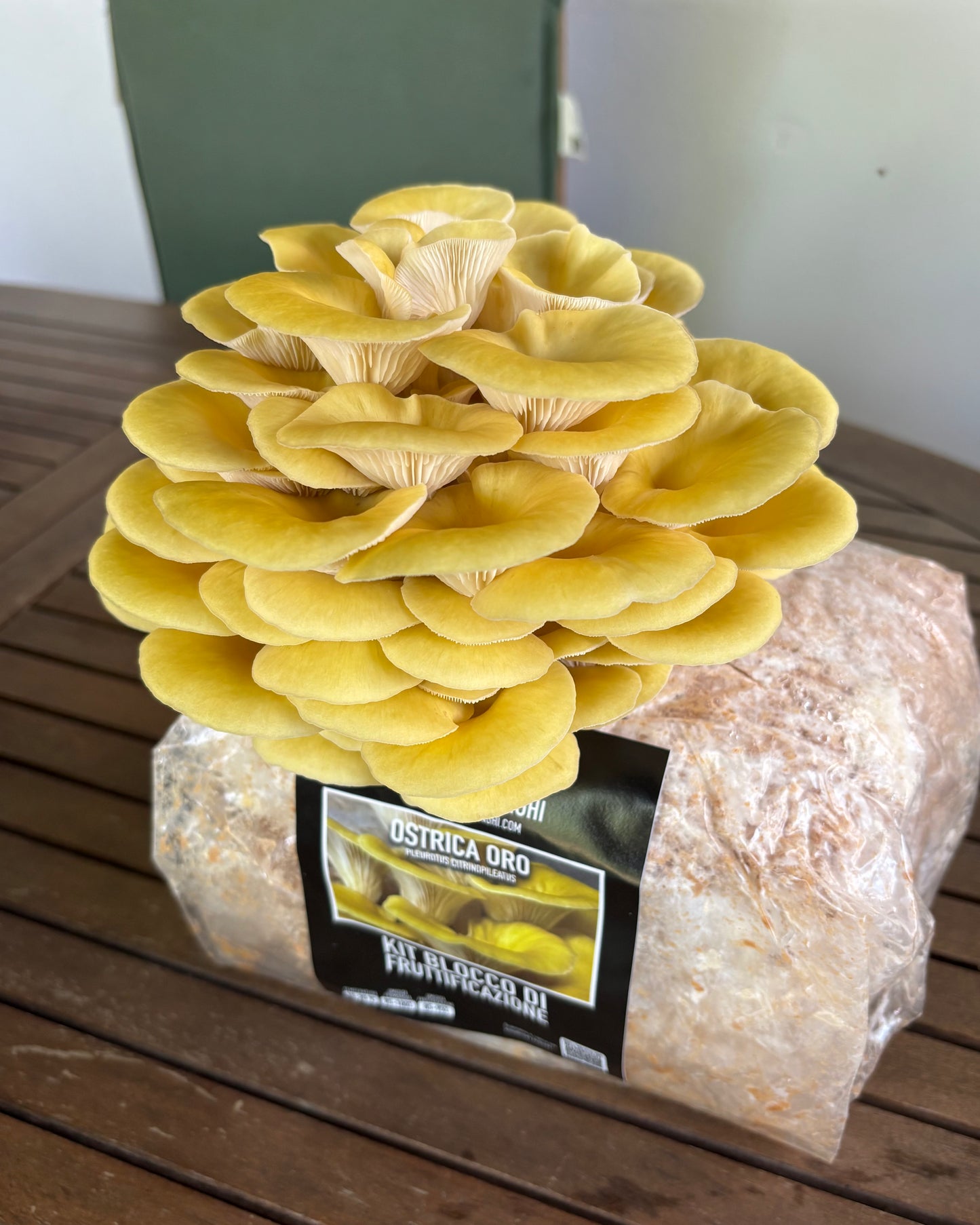 Ostrica Oro Kit Blocco di Fruttificazione