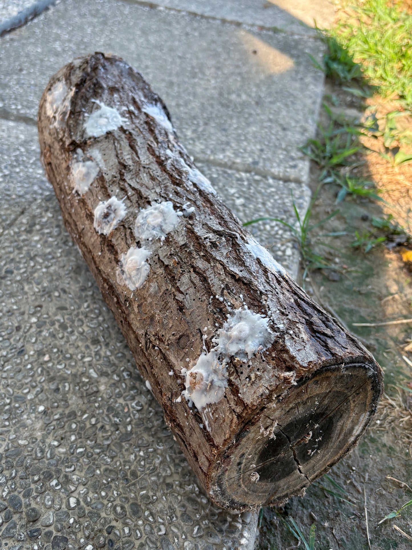 Tronco di legno con fori sigillati da cera sigillante.