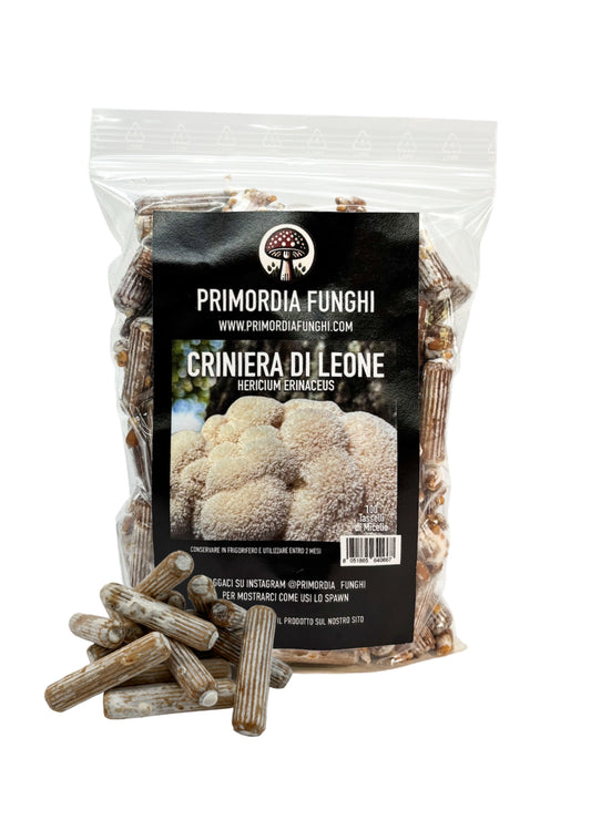 Tasselli di Micelio Criniera di Leone