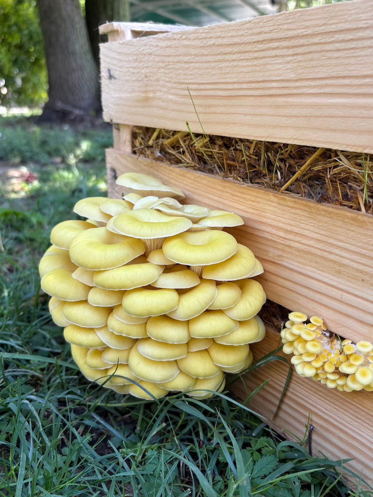 Kit per Cassetta di Funghi Ostrica Oro