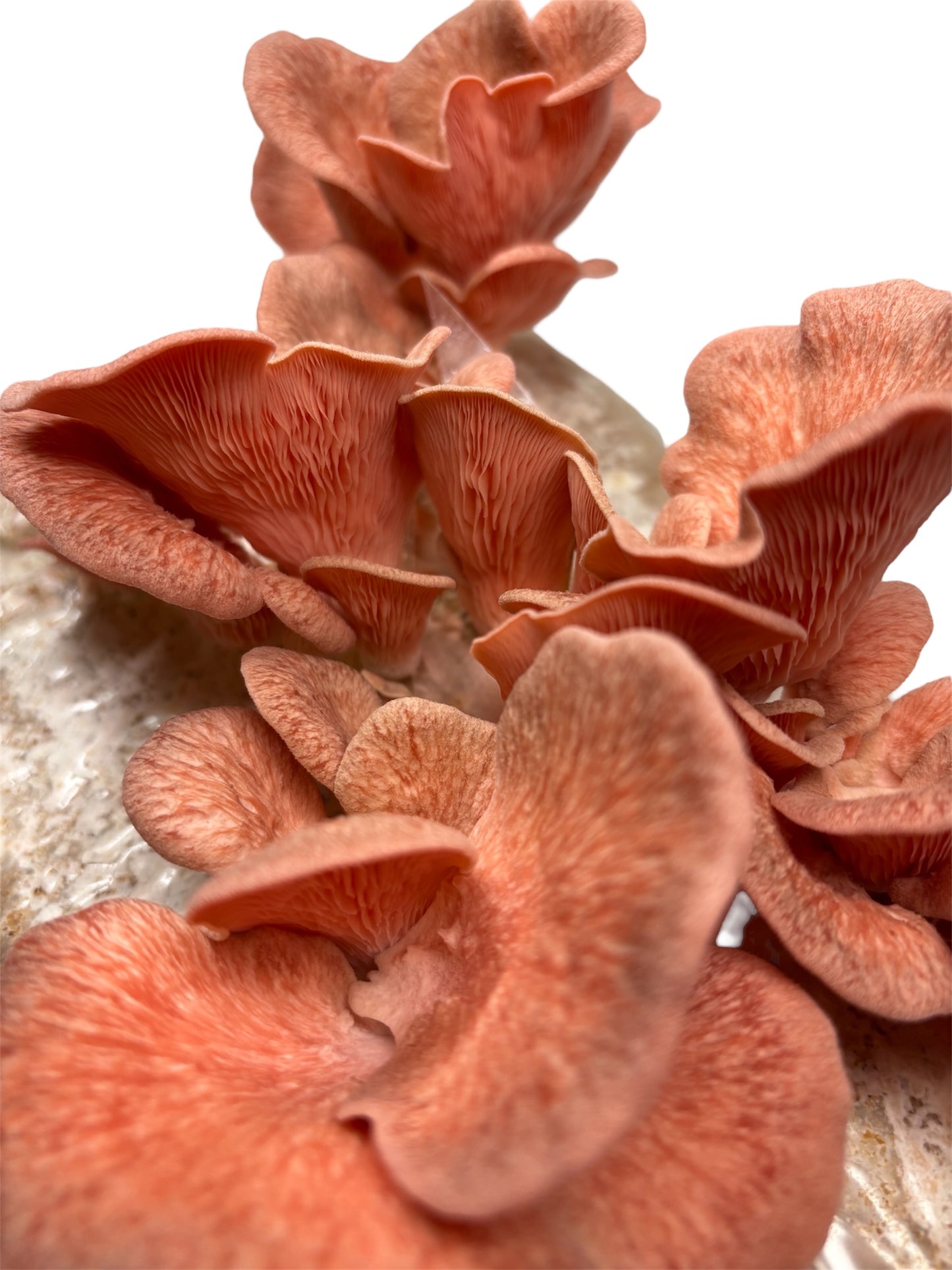 Spawn di Cereali Ostrica Rosa
