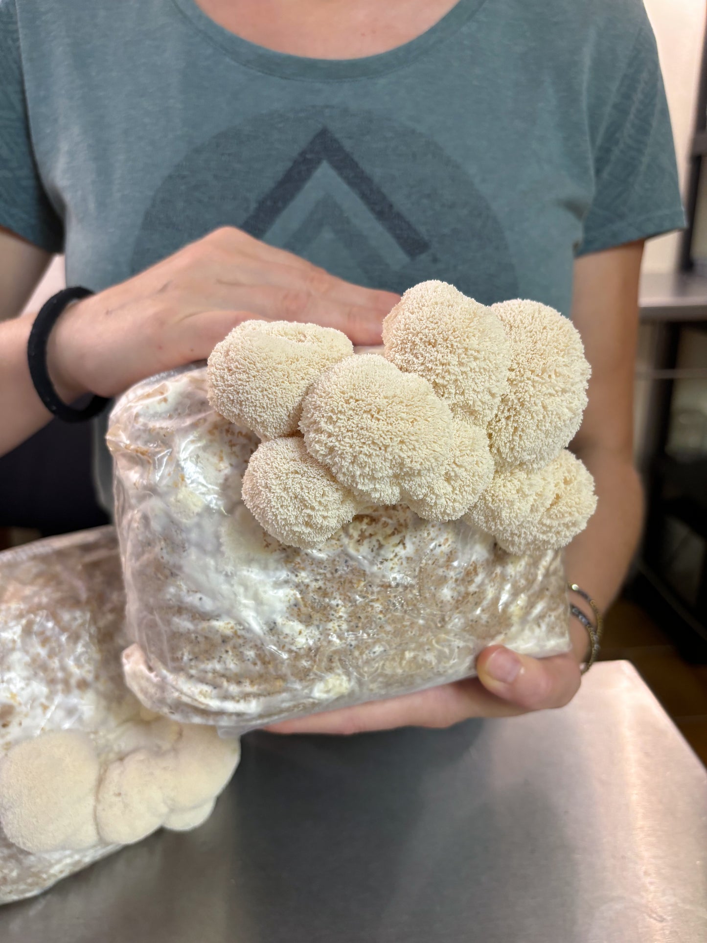 Un coltivatore tiene in mano un blocco  di funghi Lion’s Mane, evidenziando i funghi maturi di colore bianco.