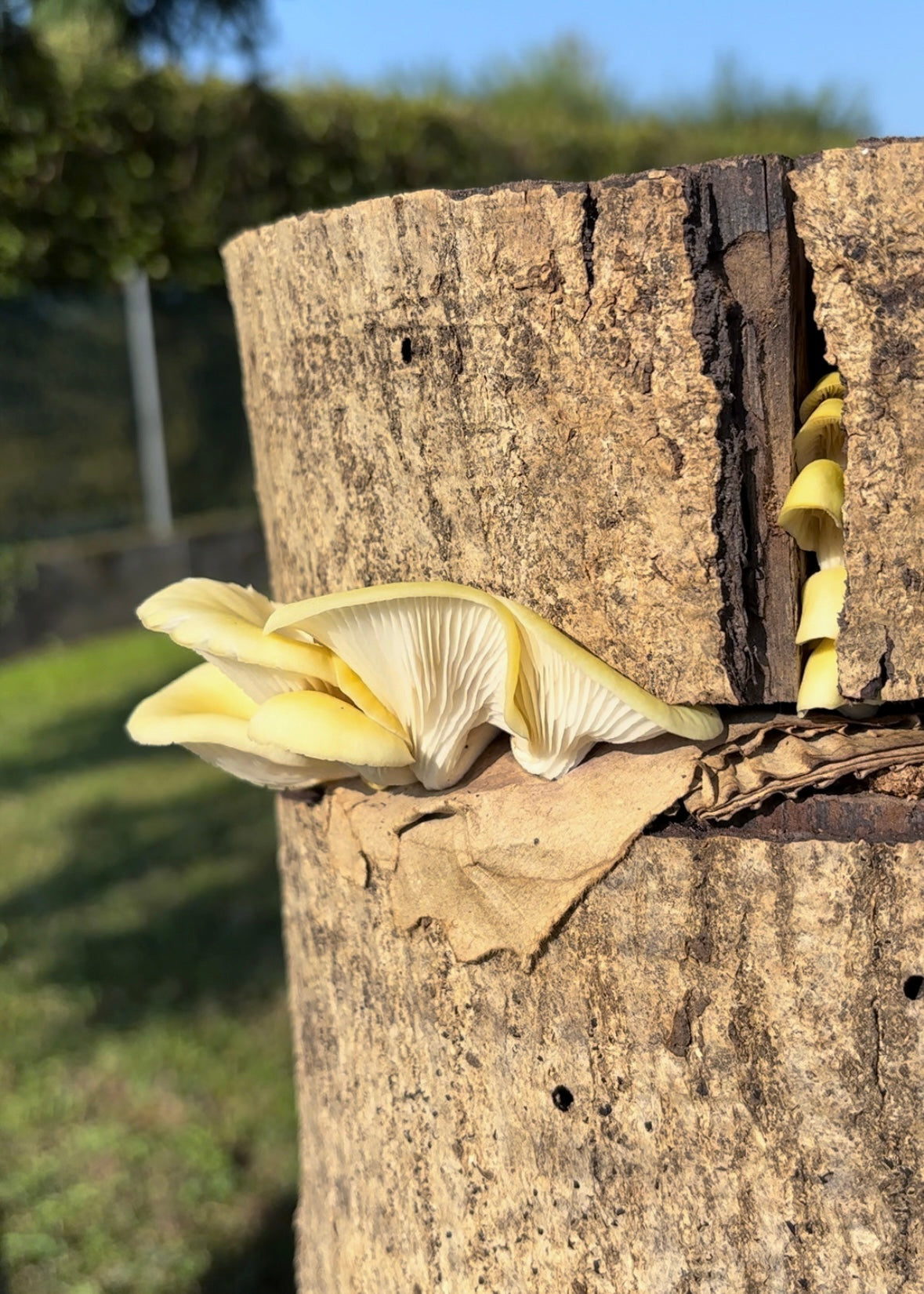 Un grappolo di funghi Ostrica Gialla (Pleurotus) cresce su un tronco di legno. I cappelli dei funghi, di un giallo chiaro, si sviluppano verso l’esterno, mostrando le lamelle sottostanti.
