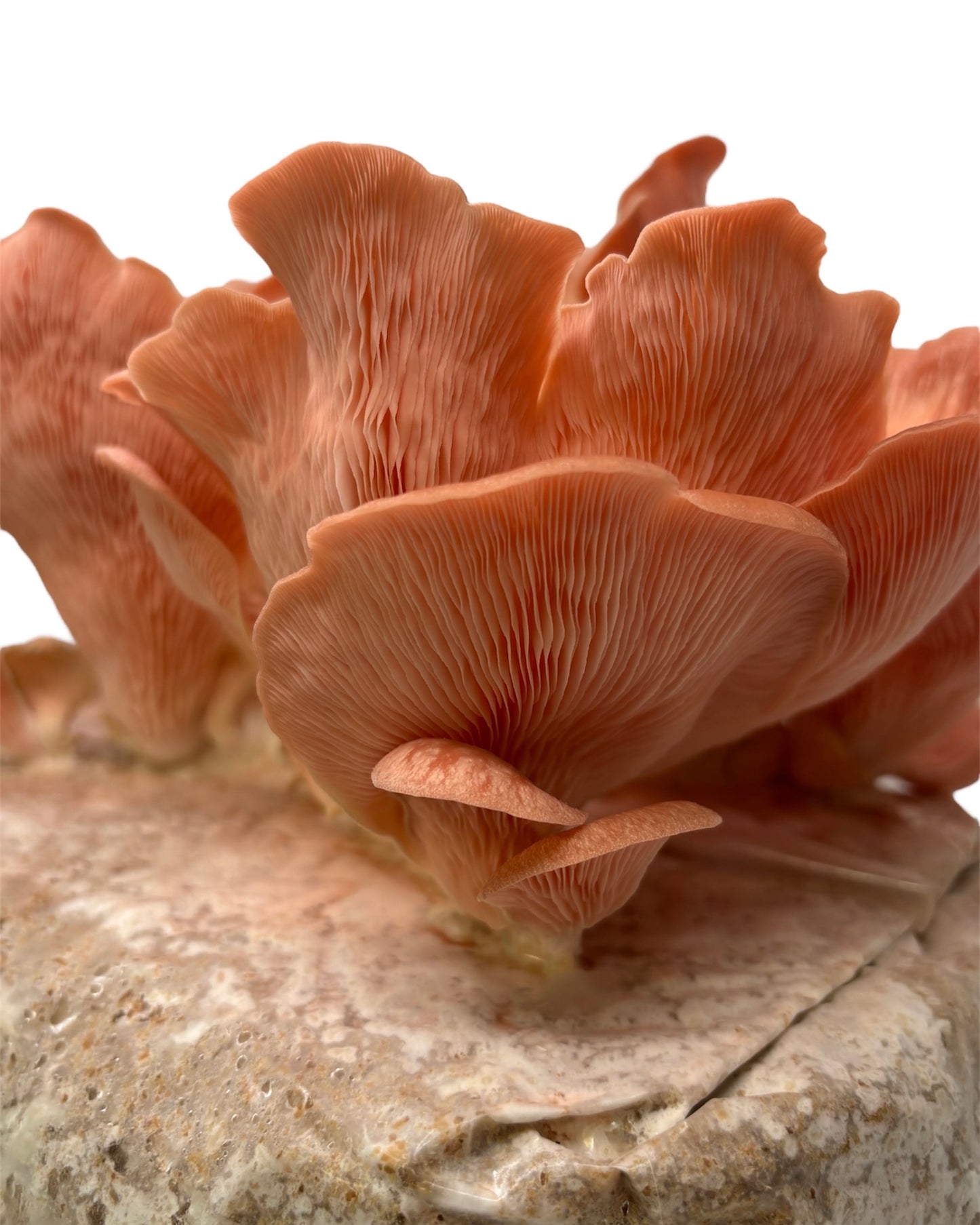 Spawn di Cereali Ostrica Rosa