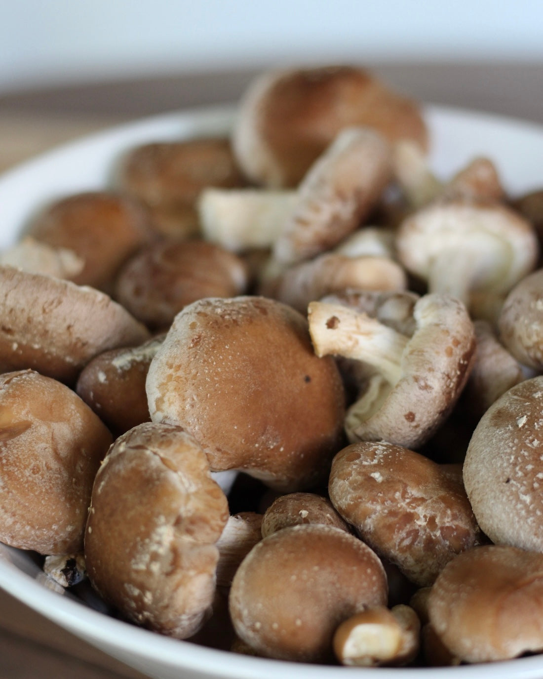 Shiitake Kit Blocco di Fruttificazione