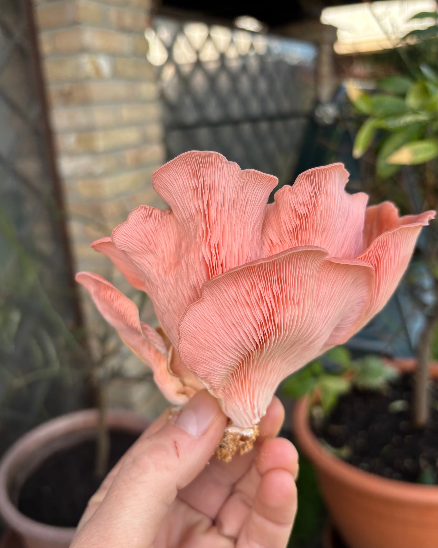 Ostrica Rosa Kit Blocco di Fruttificazione