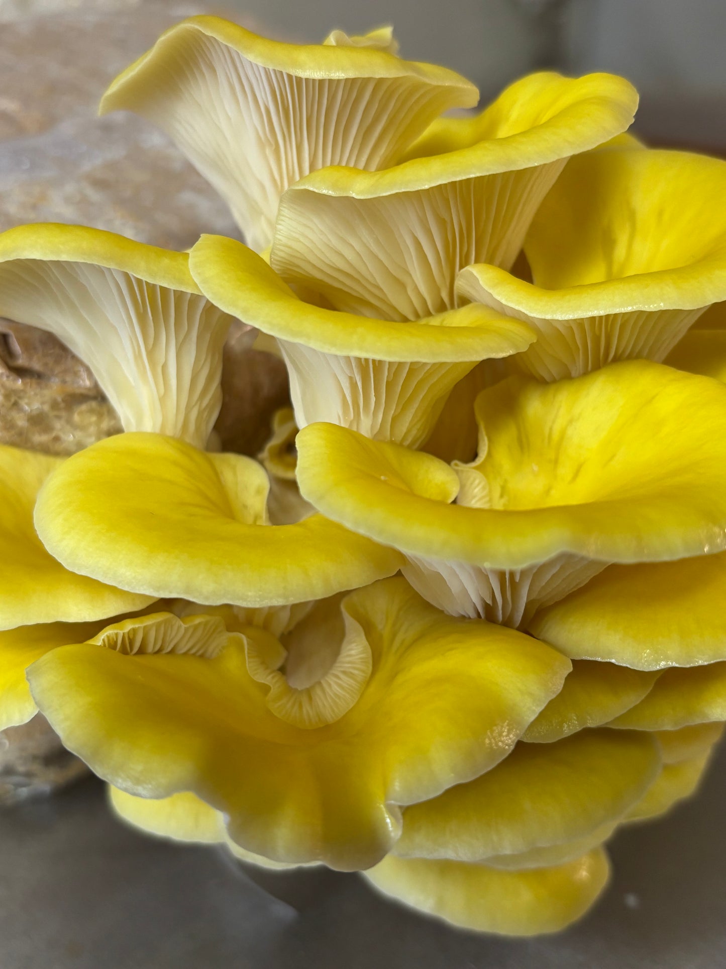 Spawn di Cereali Ostrica Oro