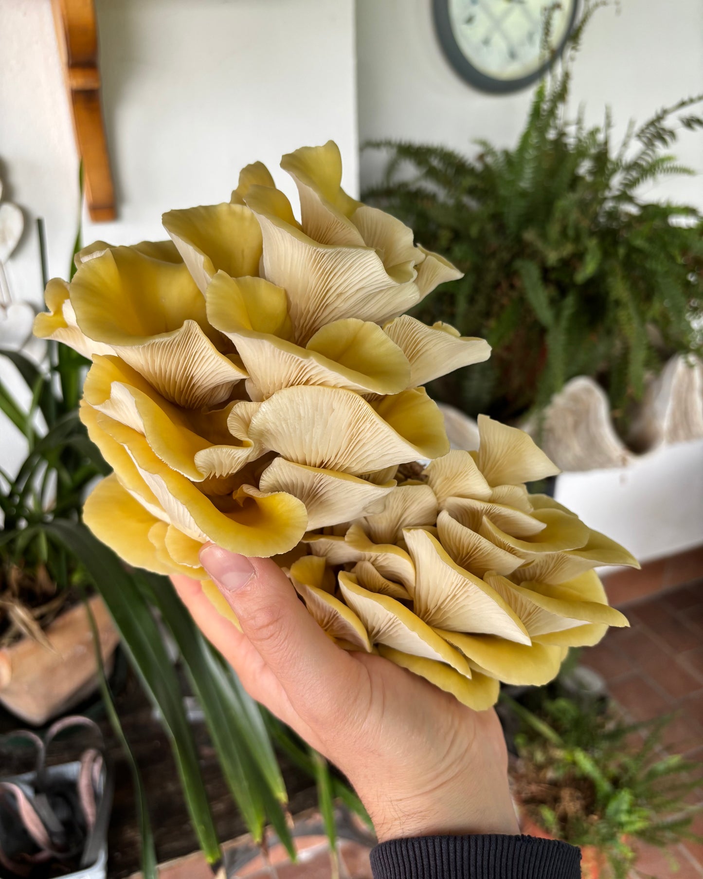 Ostrica Oro Kit Blocco di Fruttificazione