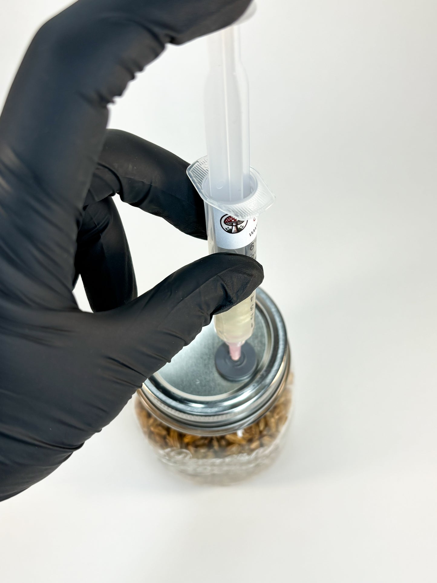 Mano con guanto in nitrile nero mentre inietta coltura liquida in un barattolo di cereali utilizzando una siringa sterile. inni