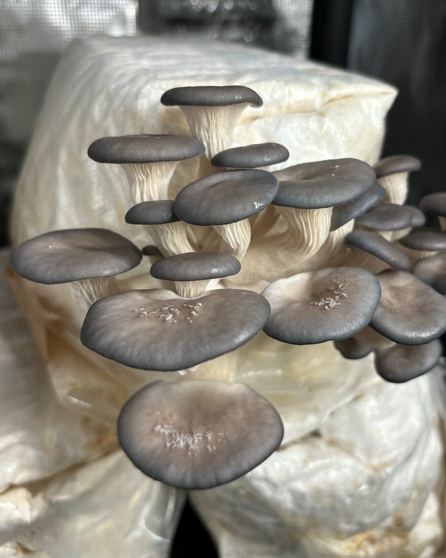 Un gruppo di funghi Pleurotus Columbinus (ostrica blu) in crescita su un blocco di substrato.