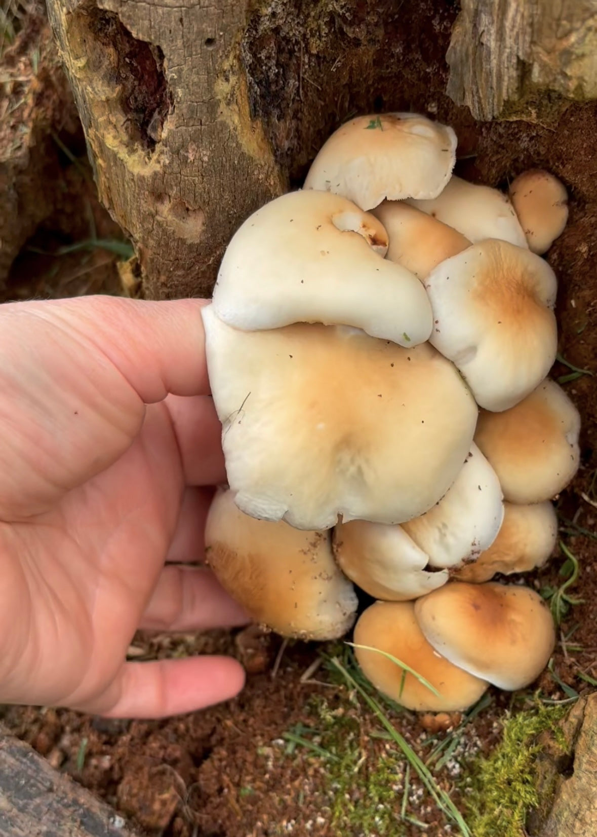 Una mano raccoglie un grappolo di funghi Pioppino cresciuti su un tronco di legno