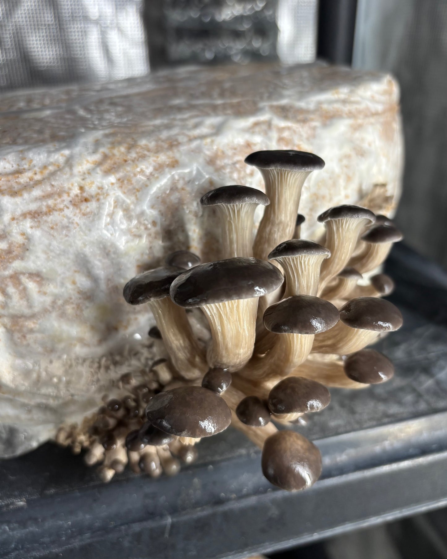 Spawn di Cereali Ostrica Grigia