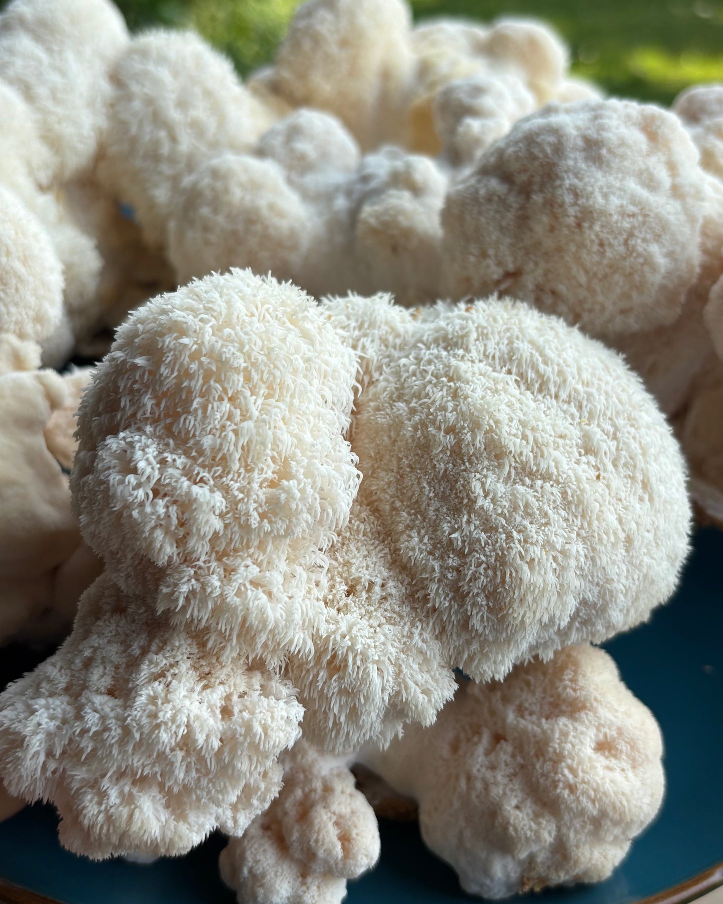 Criniera di Leone Kit Blocco di Fruttificazione