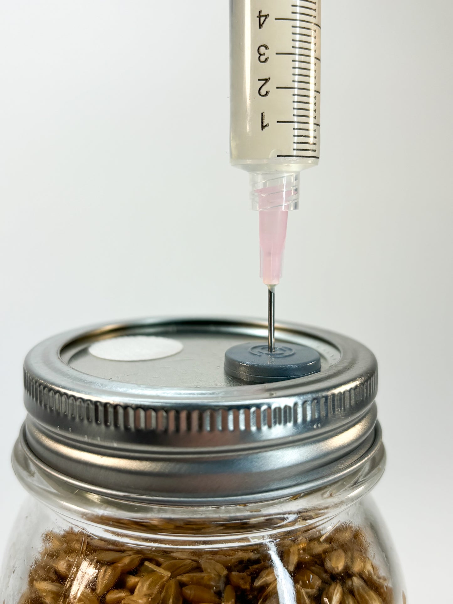 Immagine ravvicinata di una siringa di micelio liquido mentre entra attraverso la porta di inoculo di un barattolo di cereali.