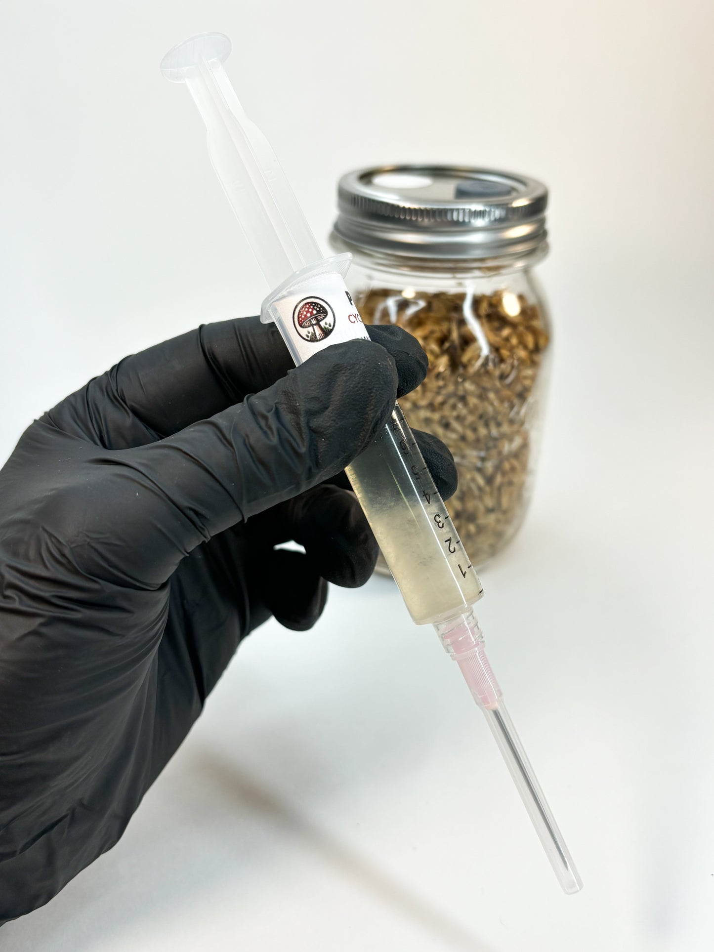 Una mano con guanto in nitrile nero tiene una siringa di coltura liquida con etichetta Primordia funghi, mentre sullo sfondo è visibile un barattolo di cereali.