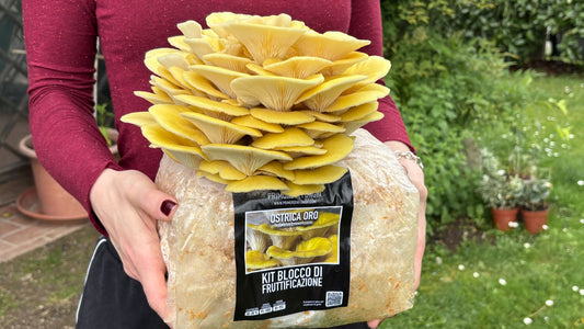 Come Coltivare Funghi con i Kit Blocchi di Fruttificazione