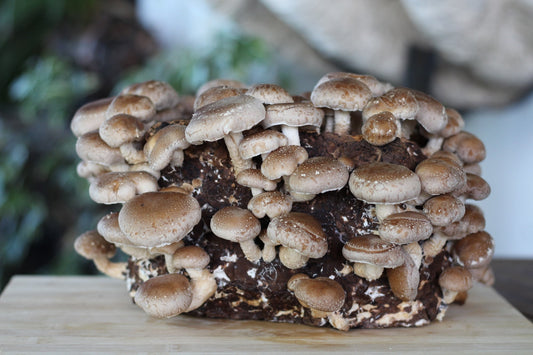 Utilizzare un blocco di fruttificazione per coltivare funghi shiitake