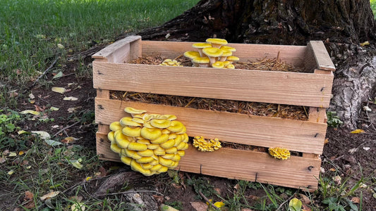 Come Coltivare Funghi in una Cassetta di Legno: Guida Completa