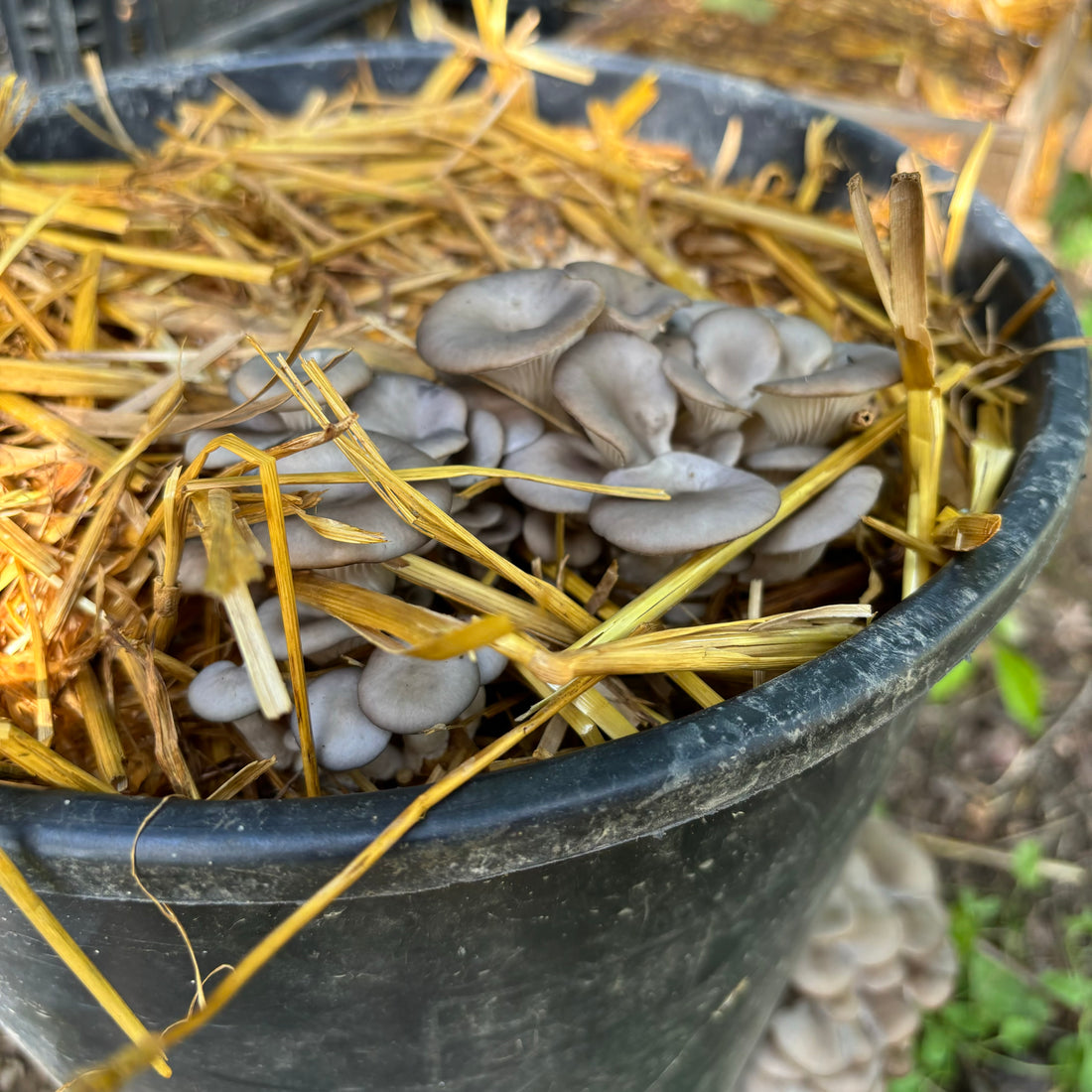 Primo piano di un grappolo di funghi che stanno crescendo su un substrato di paglia, all'interno di un vaso nero in plastica.