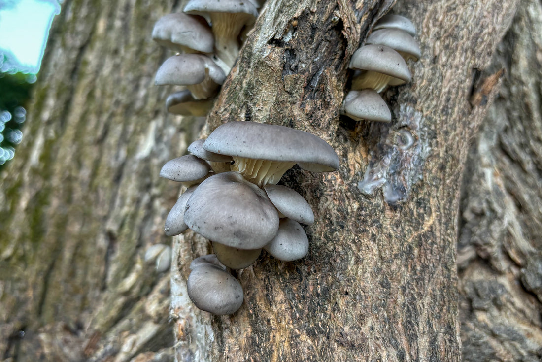 Un gruppo di piccoli funghi grigi cresce su un tronco di albero. I funghi sono disposti a grappolo, con cappelli lisci e lamelle visibili sotto di essi. Il tronco ha una corteccia ruvida e nodosa.