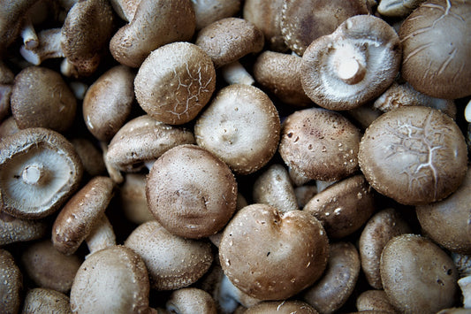 Immagine di funghi Shiitake freschi, noti anche come Lentinula edodes, raccolti in abbondanza.