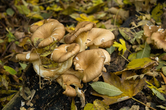 Funghi marroni che crescono su un substrato di legno nel bosco, circondati da foglie autunnali. 