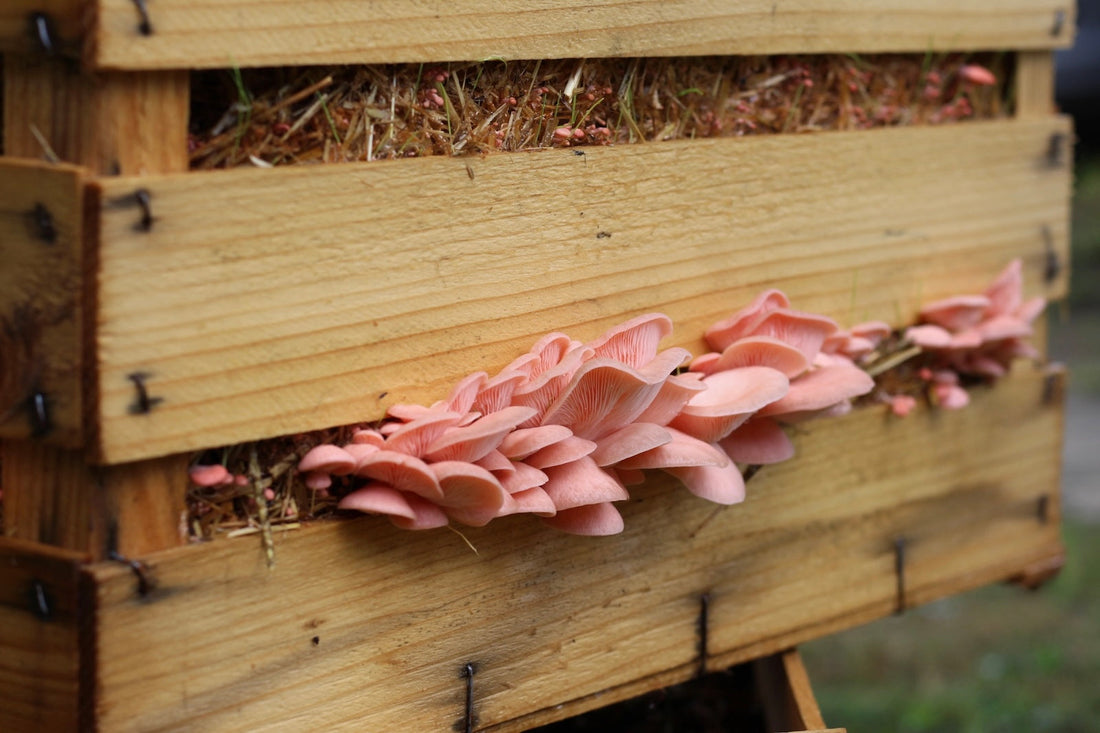 Come Coltivare Funghi in una Cassetta di Legno: Guida Completa