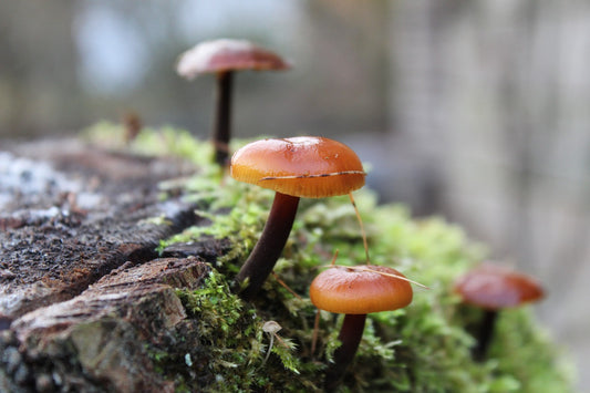 Funghi saprofiti arancioni che crescono su un tronco di legno coperto di muschio. 