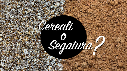 Cereali o segatura? Come Scegliere il Micelio più Adatto alla Coltivazione di Funghi