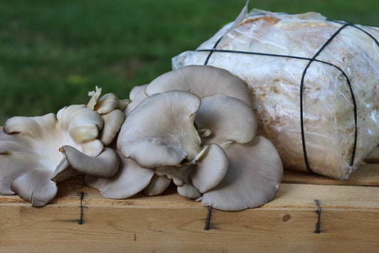 Come coltivare i funghi ostrica blu (Pleurotus columbinus)