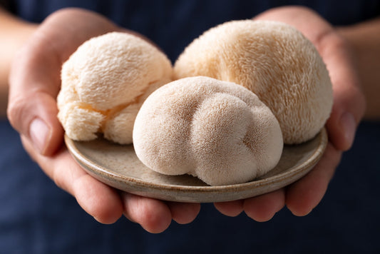 Lion’s Mane: caratteristiche, proprietà e cosa dice la ricerca