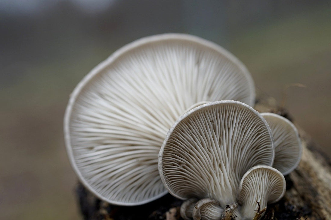 Grappoloi di funghi Ostrica (Pleurotus Ostreatus) cresciuti su un tronco di legno.