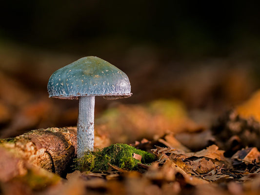Il mondo nascosto dei funghi: micelio, ife e spore