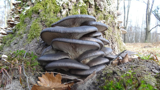 Come coltivare i funghi ostrica blu (Pleurotus columbinus)