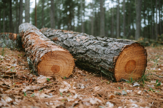 Due tronchi di legno tagliati a terra, disposti in un ambiente boschivo.