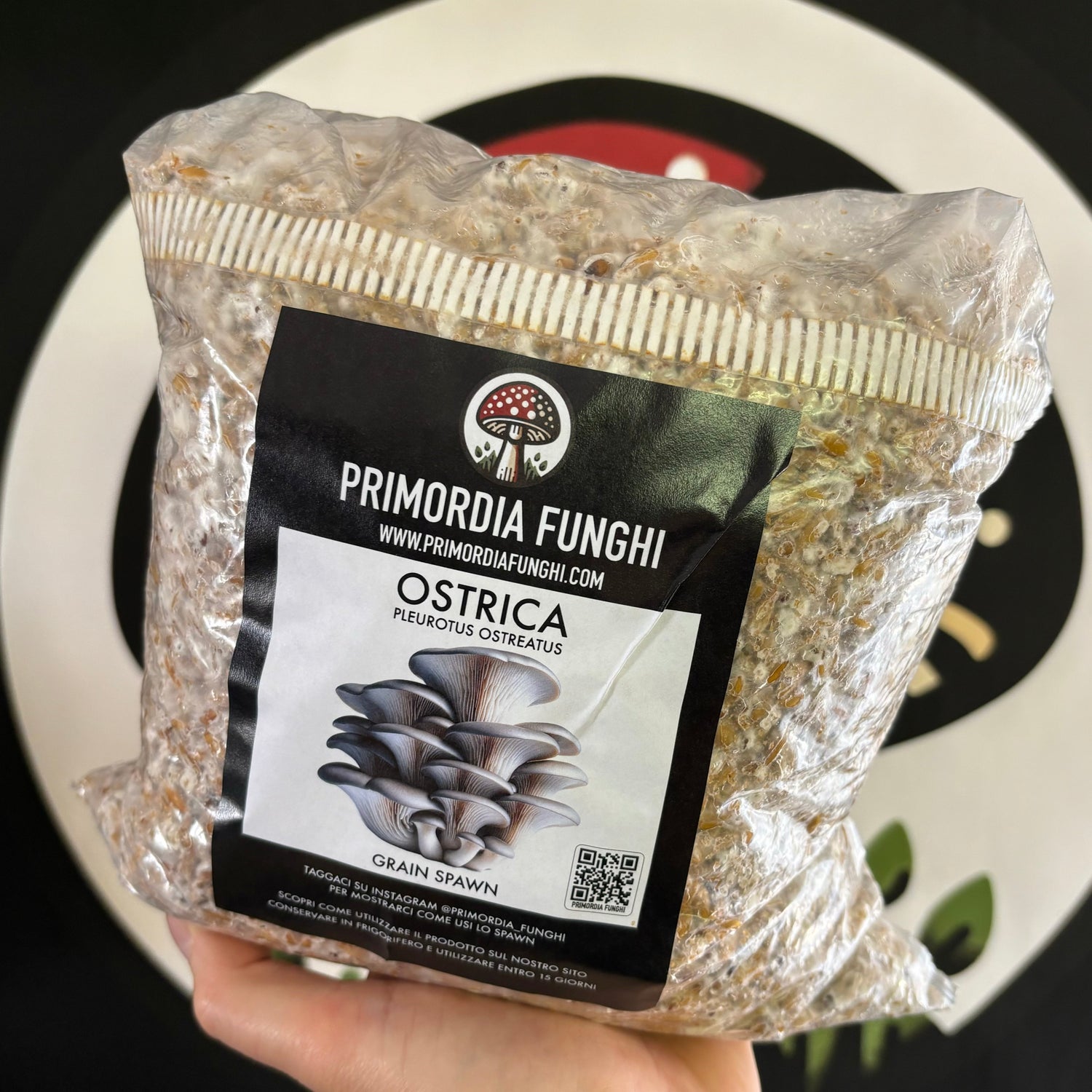 Sacco di spawn di cereali di fungo Ostrica (Pleurotus Ostreatus) con il logo di Primordia Funghi visibile sullo sfondo.