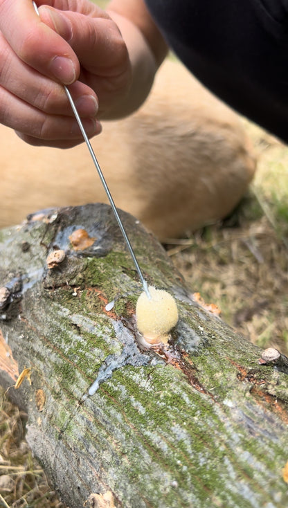 Una mano applica della cera su un foro di inoculazione in un tronco di legno, utilizzando un applicatore di cera.