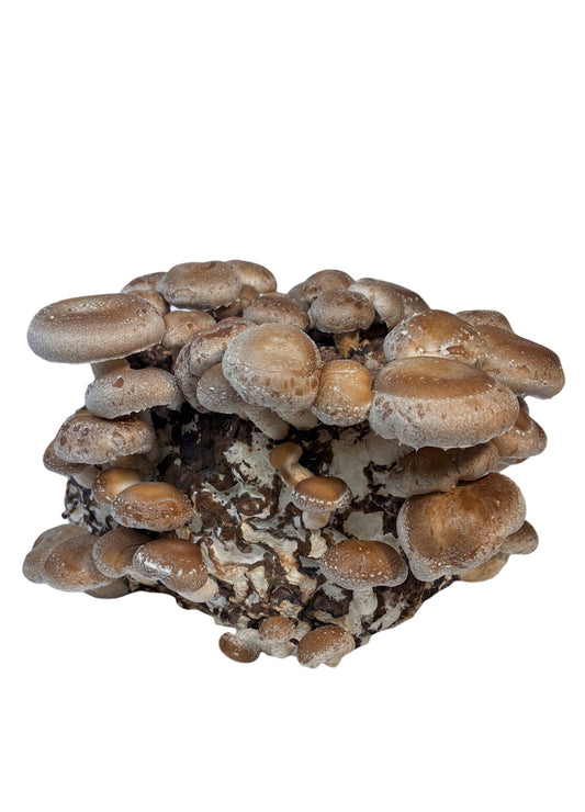Shiitake Kit Blocco di Fruttificazione