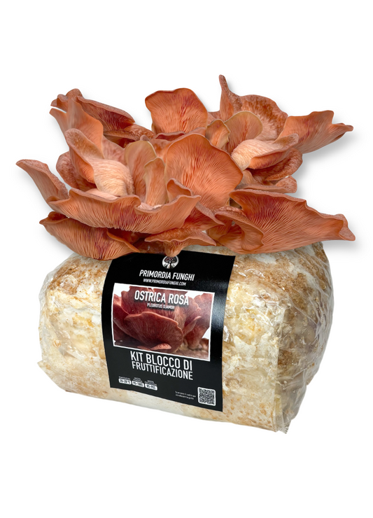 Ostrica Rosa Kit Blocco di Fruttificazione