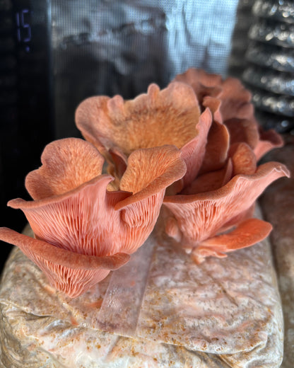 Ostrica Rosa Kit Blocco di Fruttificazione