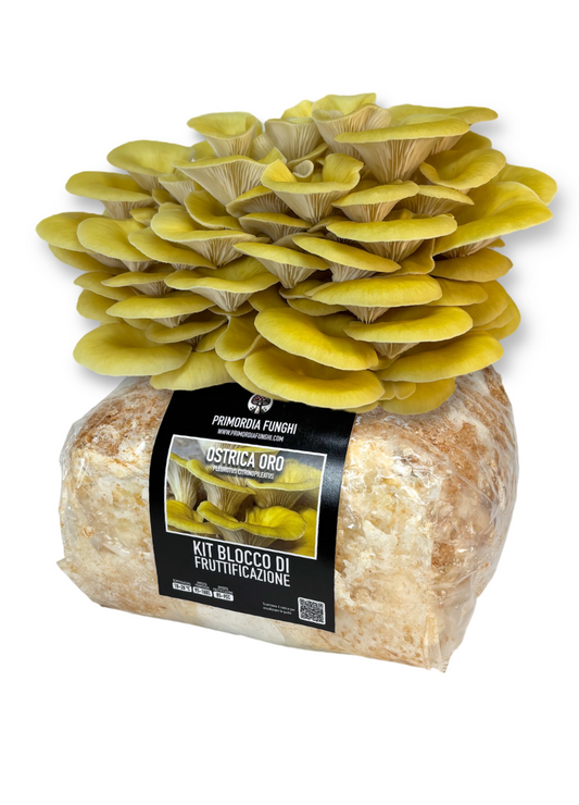 Ostrica Oro Kit Blocco di Fruttificazione