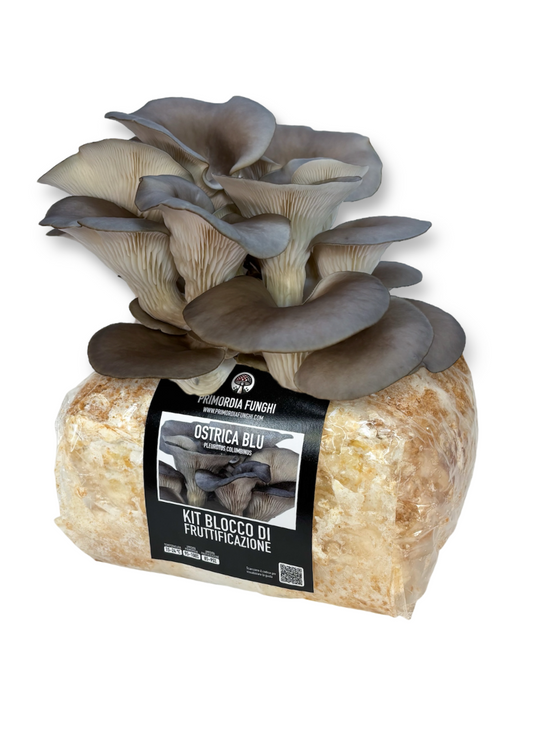 Ostrica Blu Kit Blocco di Fruttificazione